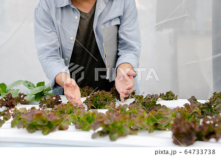 Man checking quality hydroponic organic vegetable 64733738