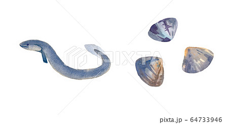 海のいきもの：ウナギとアサリの水彩イラスト（トレースベクター） 64733946