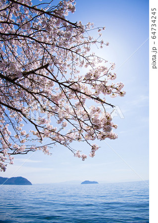 海津大崎の桜2020 海津大崎の桜2020 64734245