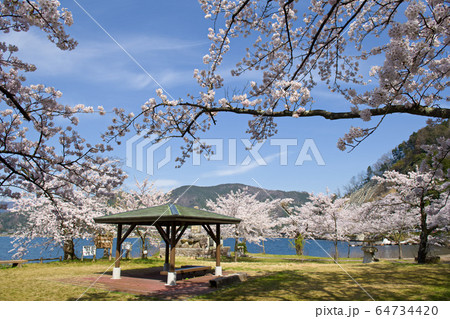 海津大崎の桜2020 64734420