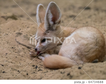 かわいいフェネック 撮影許可・協力:アクアマリンふくしま かわいいフェネック 撮影許可・協力:アクアマリンふくしま 64734688