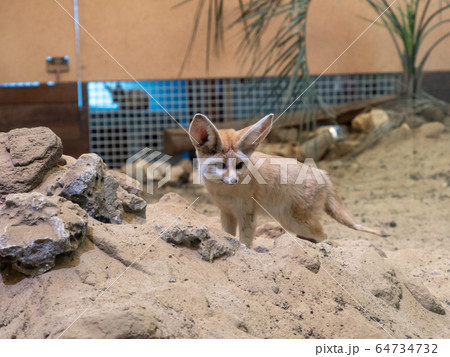 かわいいフェネック　　撮影許可・協力：アクアマリンふくしま 64734732