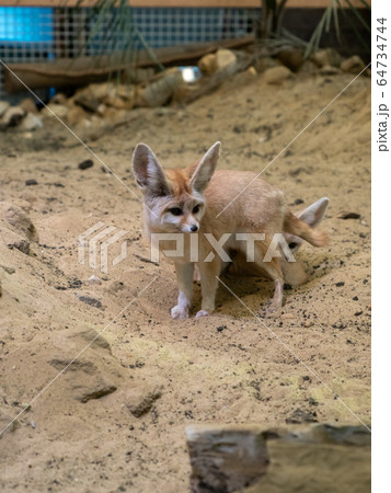 かわいいフェネック　　撮影許可・協力：アクアマリンふくしま 64734744