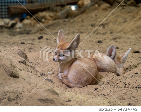 かわいいフェネック　　撮影許可・協力：アクアマリンふくしま 64734745