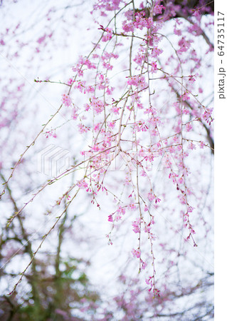 日吉大社周辺の桜2020 64735117