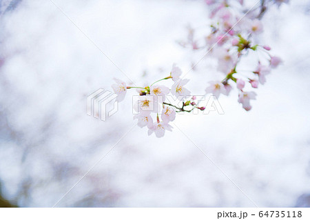 日吉大社周辺の桜2020 64735118