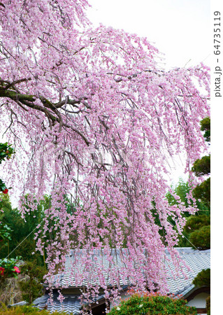 日吉大社周辺の桜2020 64735119