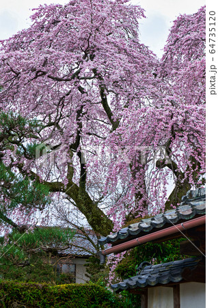 日吉大社周辺の桜2020 64735120