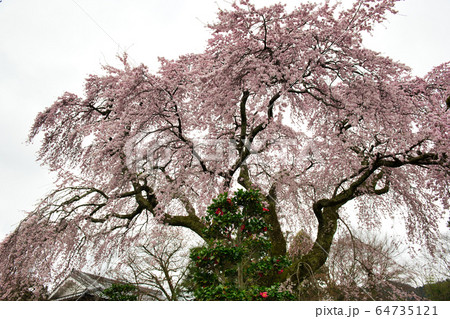 日吉大社周辺の桜2020 日吉大社周辺の桜2020 64735121