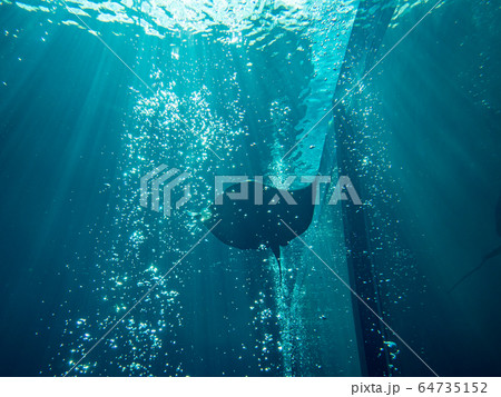 大水槽を泳ぐカラスエイ 撮影許可・協力:アクアマリンふくしま 大水槽を泳ぐカラスエイ 撮影許可・協力:アクアマリンふくしま 64735152