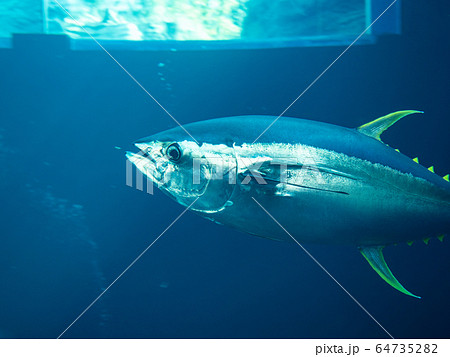 大水槽を泳ぐキハダマグロ　撮影許可・協力：アクアマリンふくしま 64735282