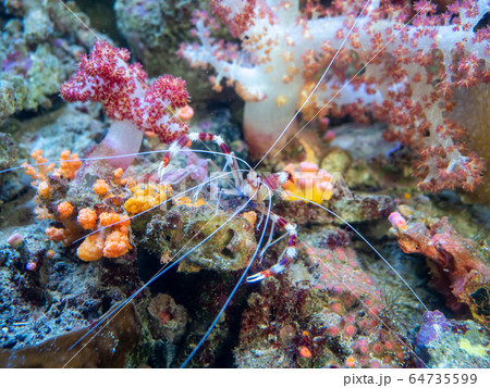 サンゴ礁の海　オトヒメエビ　撮影許可・協力：アクアマリンふくしま 64735599