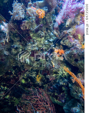 サンゴ礁の海 オトヒメエビ 撮影許可・協力:アクアマリンふくしま サンゴ礁の海 オトヒメエビ 撮影許可・協力:アクアマリンふくしま 64735600