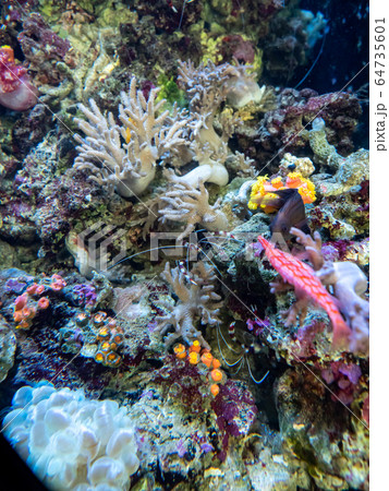 サンゴ礁の海　オトヒメエビ　撮影許可・協力：アクアマリンふくしま 64735601