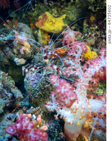 サンゴ礁の海 オトヒメエビ 撮影許可・協力:アクアマリンふくしま サンゴ礁の海 オトヒメエビ 撮影許可・協力:アクアマリンふくしま 64735602