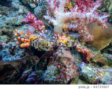 サンゴ礁の海　オトヒメエビ　撮影許可・協力：アクアマリンふくしま 64735607