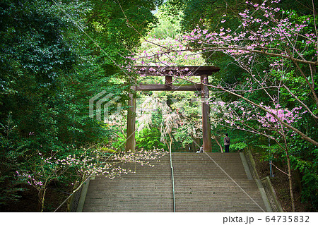 近江神宮の桜2020 近江神宮の桜2020 64735832