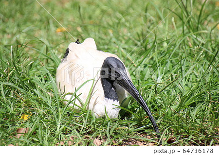 オーストラリアクロトキ 64736178