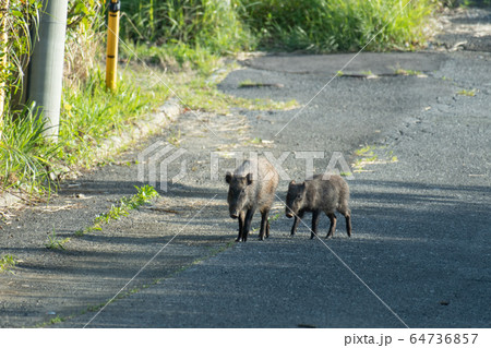 リュウキュウイノシシ3 64736857