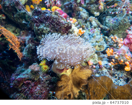 サンゴ礁の海 イソギンチャク 撮影許可・協力:アクアマリンふくしま サンゴ礁の海 イソギンチャク 撮影許可・協力:アクアマリンふくしま 64737010