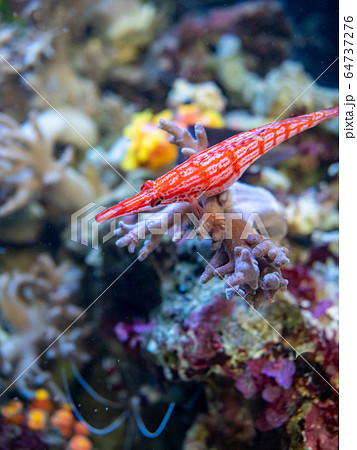 サンゴ礁の海　クダゴンベ　撮影許可・協力：アクアマリンふくしま 64737276