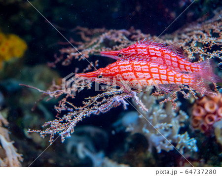 サンゴ礁の海　クダゴンベ　撮影許可・協力：アクアマリンふくしま 64737280