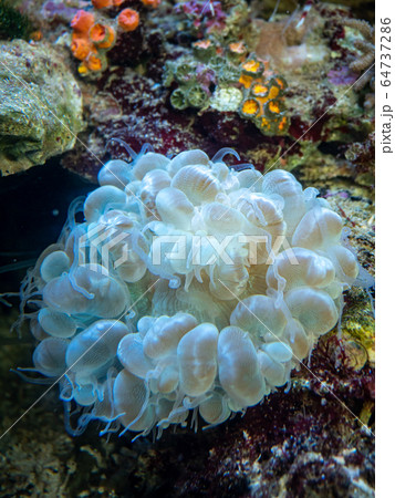 サンゴ礁の海 ミズタマサンゴ 撮影許可 協力 アクアマリンふくしまの写真素材