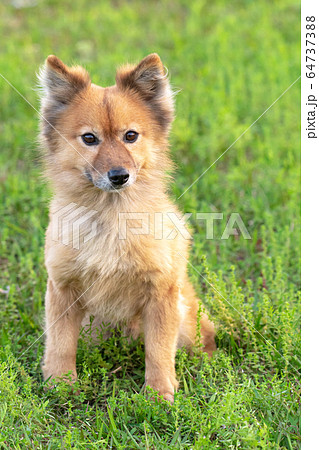 茶色の犬 64737388