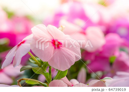 Vinca rosea flowers blossom in the garden, foliage Vinca rosea flowers blossom in the garden, foliage 64739019