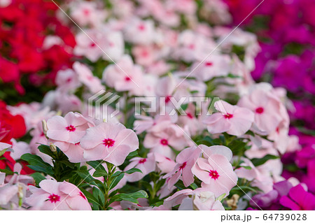 Vinca rosea flowers blossom in the garden, foliage Vinca rosea flowers blossom in the garden, foliage 64739028