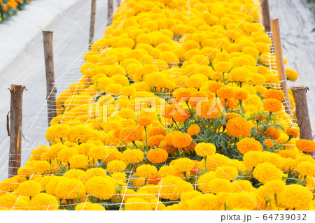 Orange Marigolds flower fields, selective focus Orange Marigolds flower fields, selective focus 64739032
