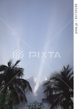 Coconut palm tree Silhouette back lit by dramatic sky 64739189