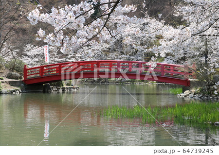 桜名所百選のさくら満開の公園と弁天橋 桜名所百選のさくら満開の公園と弁天橋 64739245
