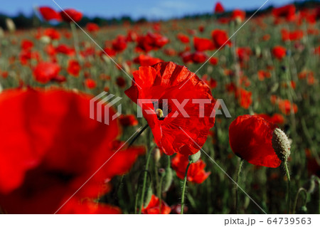 Afternoon red poppy field in Latvia - Summer landscape 64739563