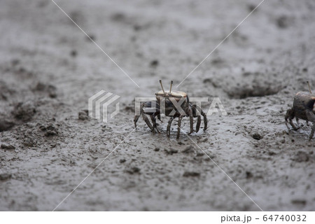 有明海　干潟の風景 64740032