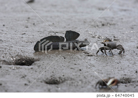 有明海　干潟の風景 64740045