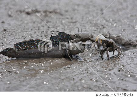 有明海 干潟の風景 有明海 干潟の風景 64740048