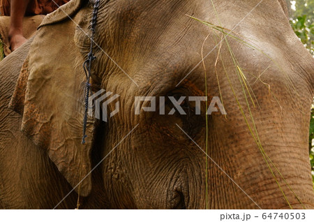 Close-up of an Indian Elephant in Shuklaphanta National Park, Nepal 64740503