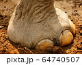 Foot of an Indian Elephant in Shuklaphanta National Park, Nepal 64740507