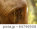 Eye Close-up of an Indian Elephant in Shuklaphanta National Park, Nepal 64740508