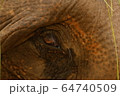 Eye Close-up of an Indian Elephant in Shuklaphanta National Park, Nepal 64740509