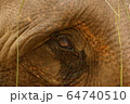 Eye Close-up of an Indian Elephant in Shuklaphanta National Park, Nepal 64740510