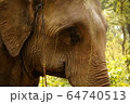 Close-up of an Indian Elephant in Shuklaphanta National Park, Nepal 64740513