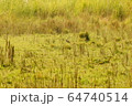 Grasslands of Shuklaphanta National Park, Nepal 64740514