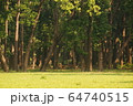Spotted deer in the Jungle of  Shuklaphanta National Park, Nepal 64740515