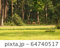 Spotted deer in the Jungle of Shuklaphanta National Park, Nepal 64740517