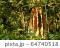 A tall termite mound in the jungle of Shuklaphanta National Park, Nepal 64740518