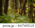 Spotted deer in the Jungle of  Shuklaphanta National Park, Nepal 64740519