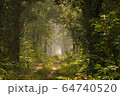 Beautiful sunlit path in the jungle of Shuklaphanta National Park, Nepal  64740520