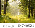 Beautiful sunlit path in the jungle of Shuklaphanta National Park, Nepal 64740521